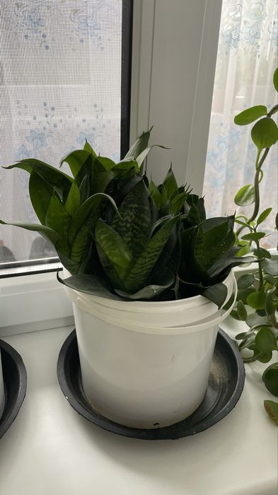 Продам домашние цветы