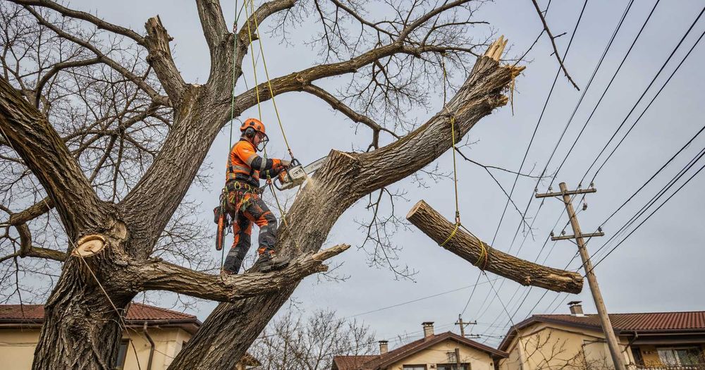 Tăiere copaci periculoși Sector 2 București, toaletare și evacuare