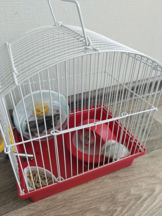 Малыши джунгарские