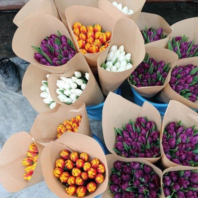 Тюльпаны оптом в Ташкенте