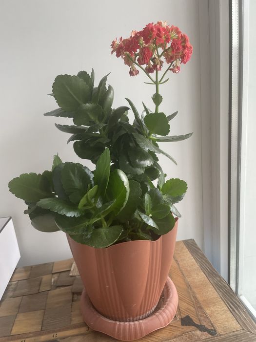 Продам цветы комнатные кшт