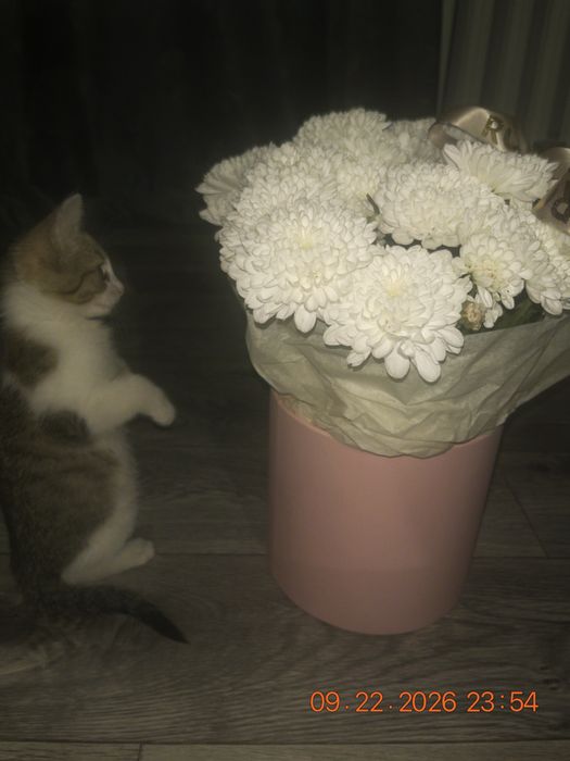 котенок в добрые руки