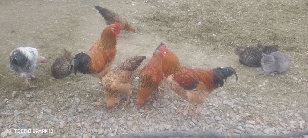 Кораздар сатылады