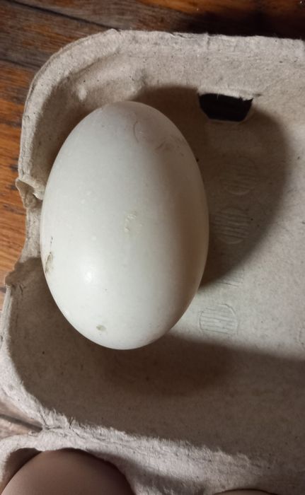 Vând oua de rata,gâsca,gaini