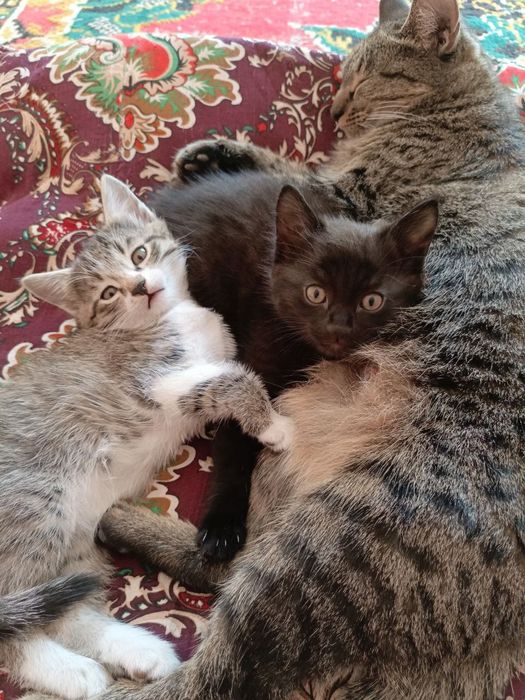 Mushukchalar hadyaga beriladi