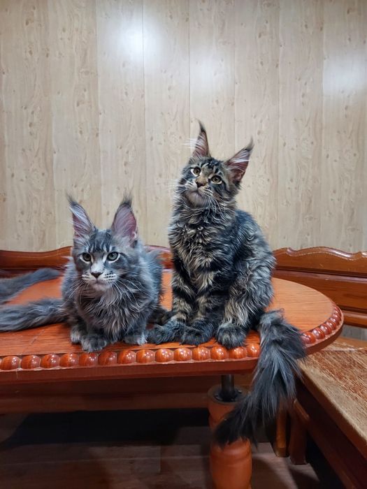 Продам котят мейн-куна