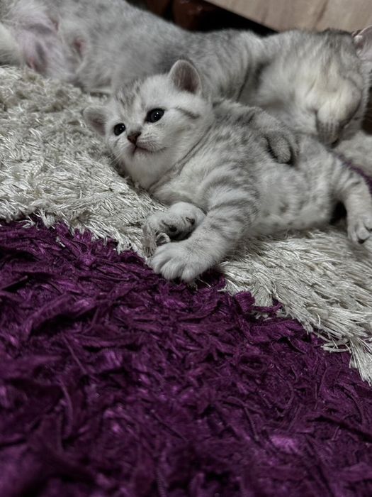 Британские котята