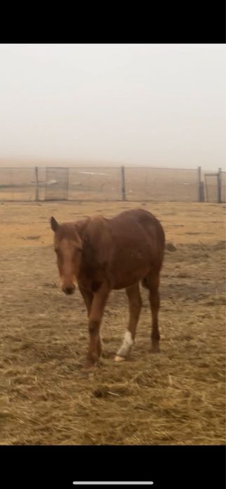 Жабагы оптом 40бас