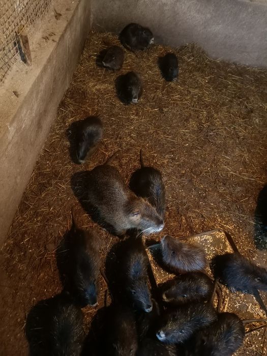 В продаже нутрята