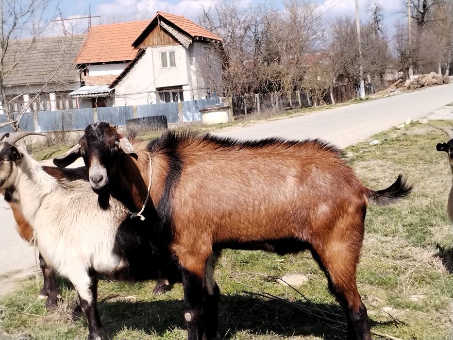 Țap metis Anglonublian