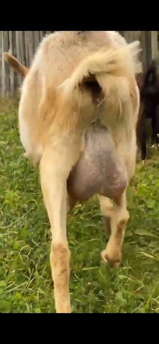 Capră alpina cu sanen