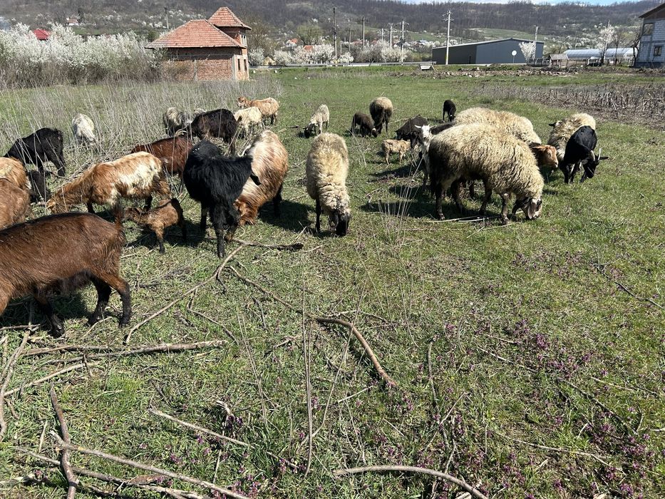 Vand 16 capre si 5 oi