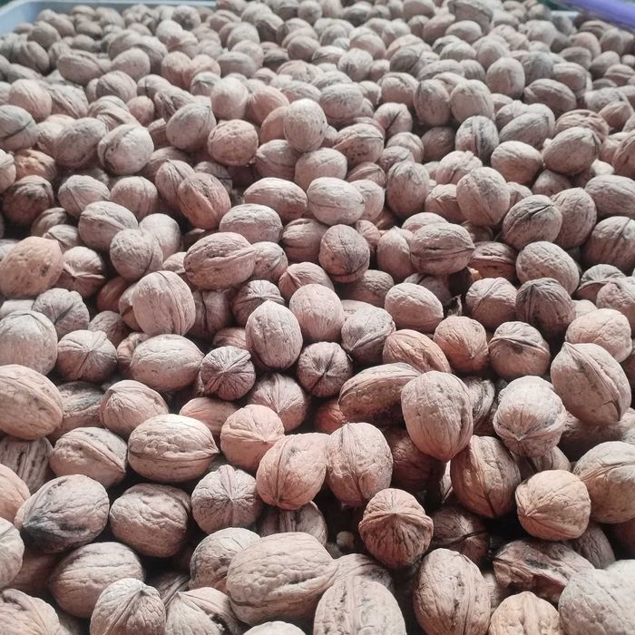 Nuca în coaja. Vând