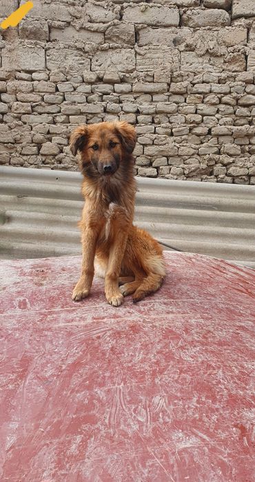 Продается собака  красавица полуовчарка девочка 7 месяцев