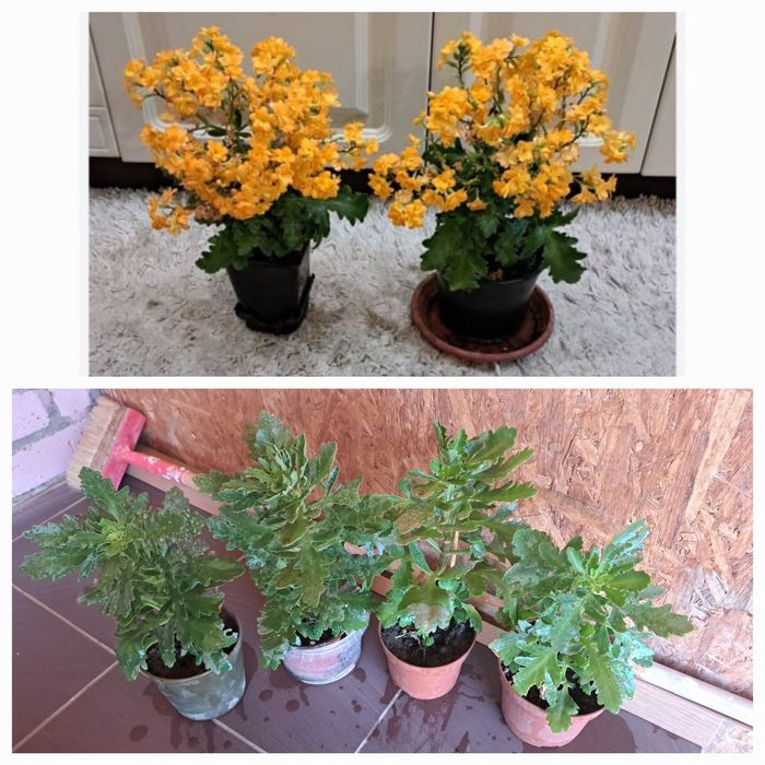 Комнатные  растения