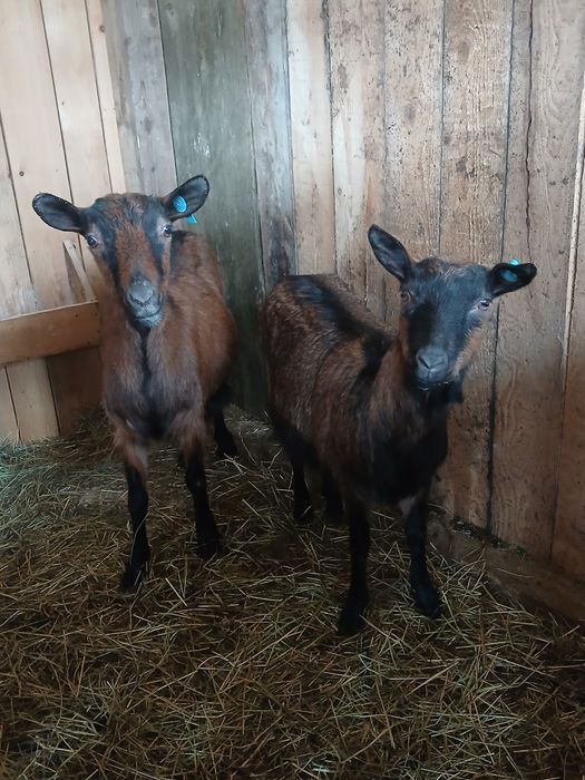 Capre alpina franceza