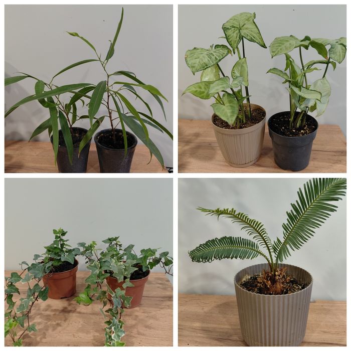 Комнатные растения