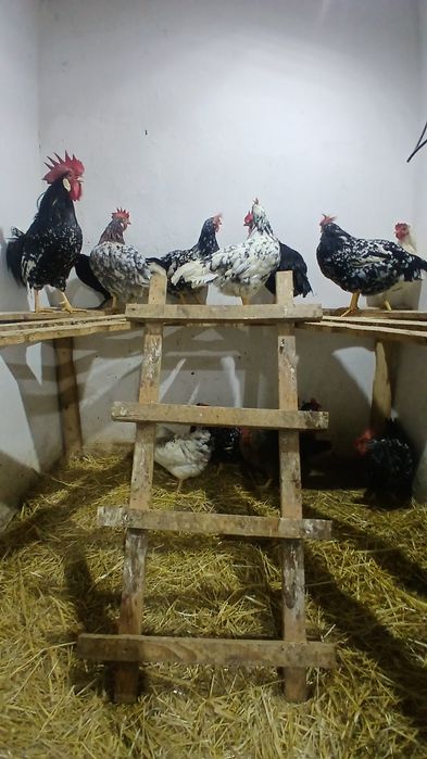 Oua incubat italiene