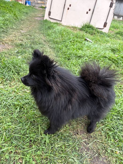 Шпиц-померан Черни