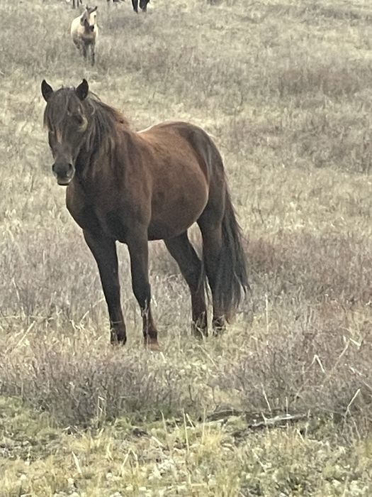 Айгыр сатылады 8 жасар