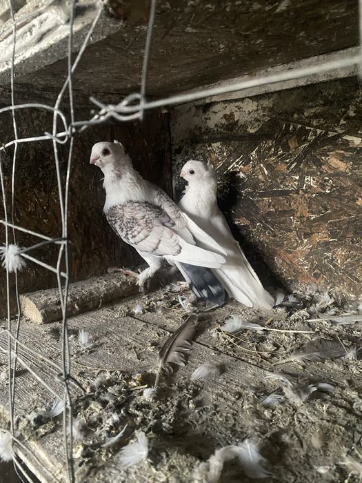 Satineți albi maturi