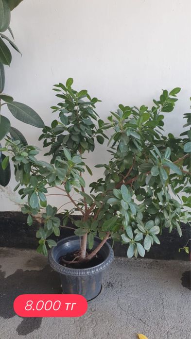 Продам домашние фикусы