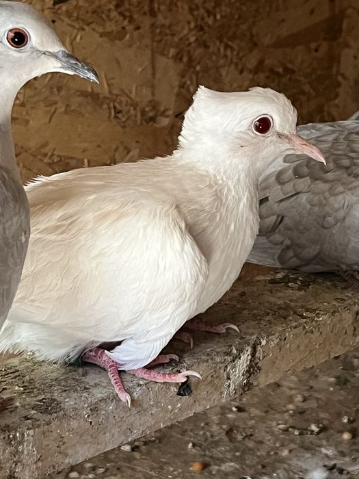 Pereche turturele cucuruzi.