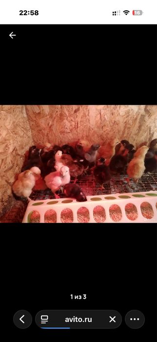 Цыплята кур несушек
