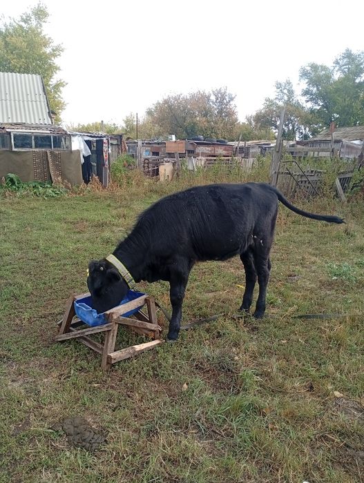 Продам тёлочку 5 месяцев