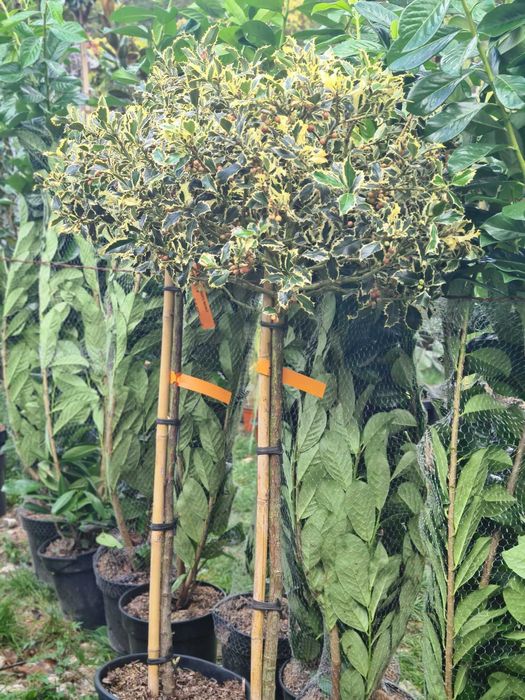 Plante ornamentale pentru curți private