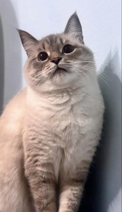 Сиамская кошка отдам, жазыңыздар