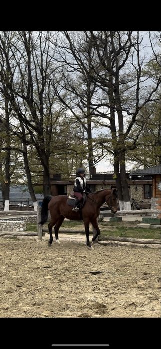 Vand cal echitatie /calarie scoala