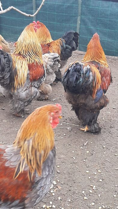 Oua brahma potirnichiu albastru,potirnichiu negru și columbia