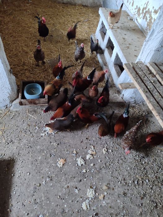 Gâinuși și Cucoșei  Americani