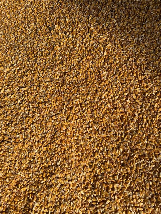 Vand porumb boabe  1leu /kg