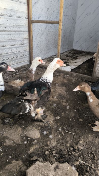 Продам селезня индоутки