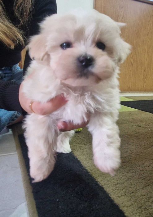 Bichon mini toy talie mica