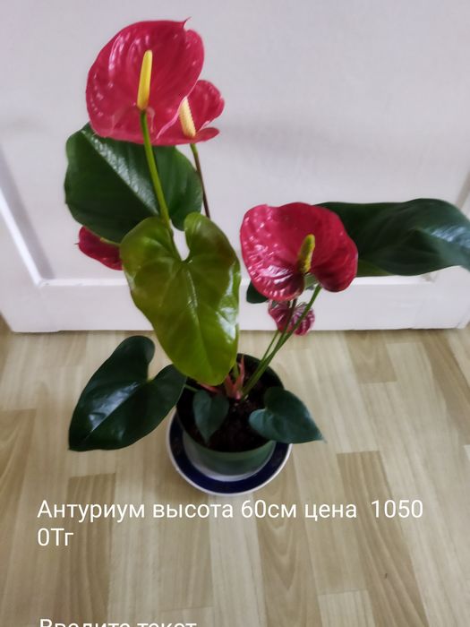 Комнатные цветы в ассортименте