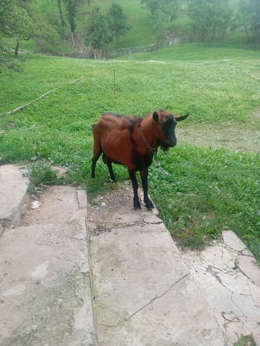 De vânzare, țap de rasă!