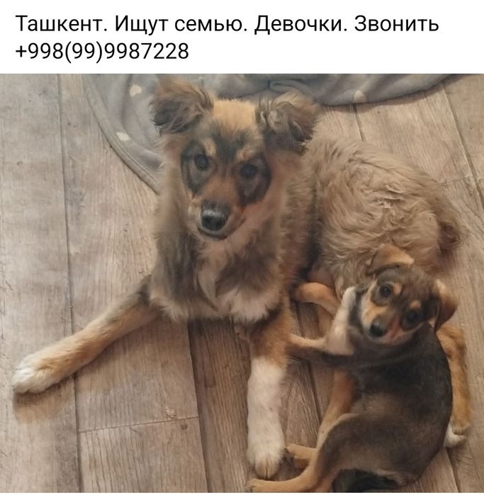 .Бесплатно щенки, собачки,  кошки, коты.