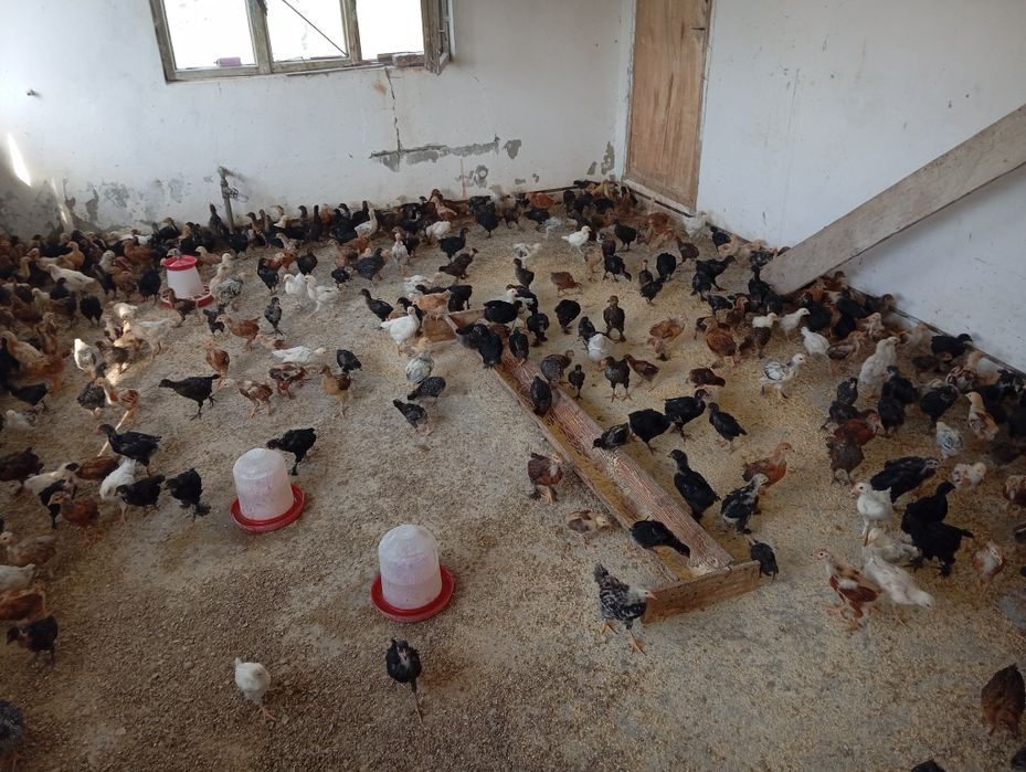 Vand pui de și găini.