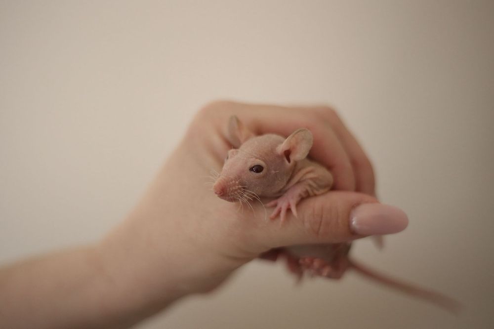 Малышь сфинкс мальчик крыс