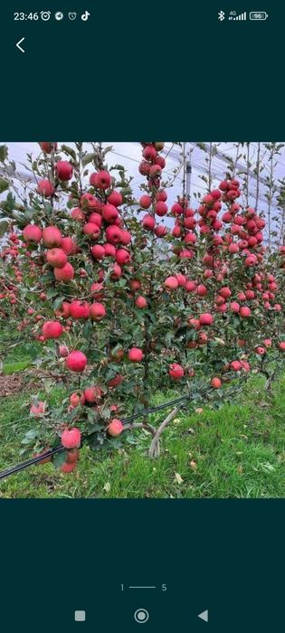 Шредер агро интинсив кучатлар