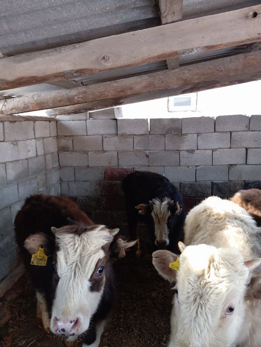Продам бычков домашних