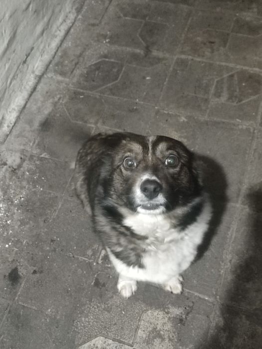 Щенок двортерьер