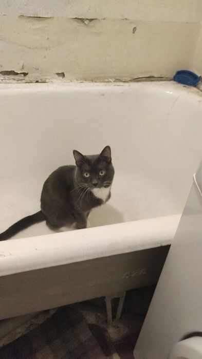 Отдам кота в хорошие руки