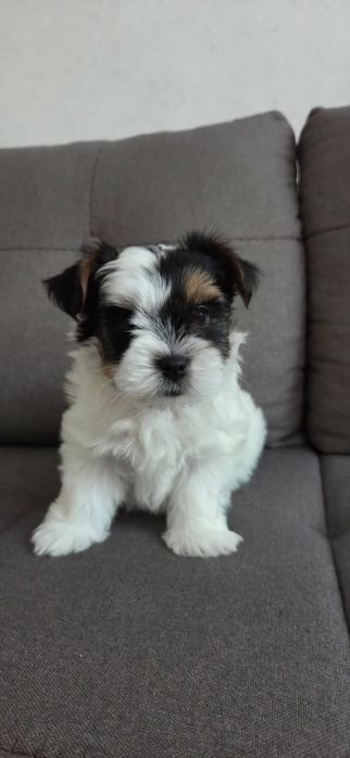 Очаровательный щенок бивер-Йорка.