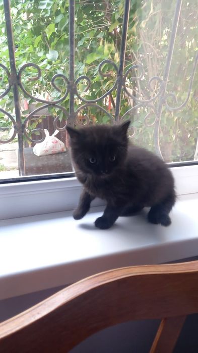 Котята  красотульки.