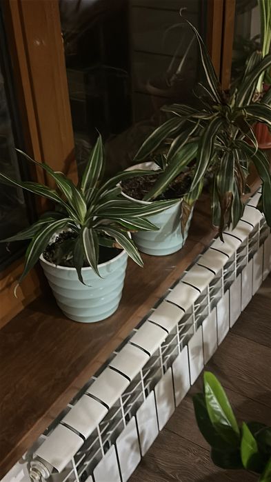 Продам комнатные растения