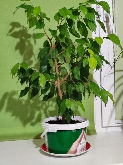 Продам комнатные растения